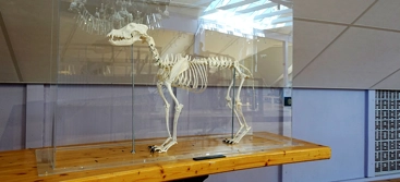Dog skeleton