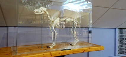 Dog skeleton