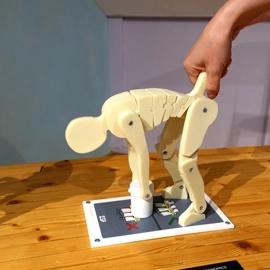 A model of a human bending forward showing the sections of the spine