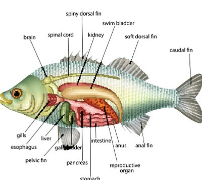 illustration av en fisk med namn angivna för alla organ