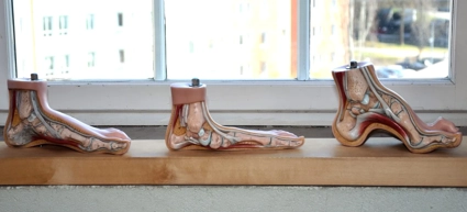 A window sill with three models of  feet in different shapes