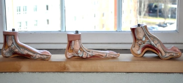 A window sill with three models of feet in different shapes
