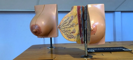 Model of womens breasts