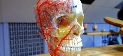 A model of a human head with blood vessels attached to it.