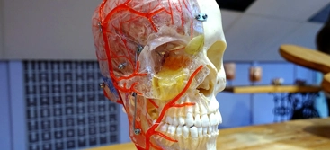 A model of a human head with blood vessels attached to it.