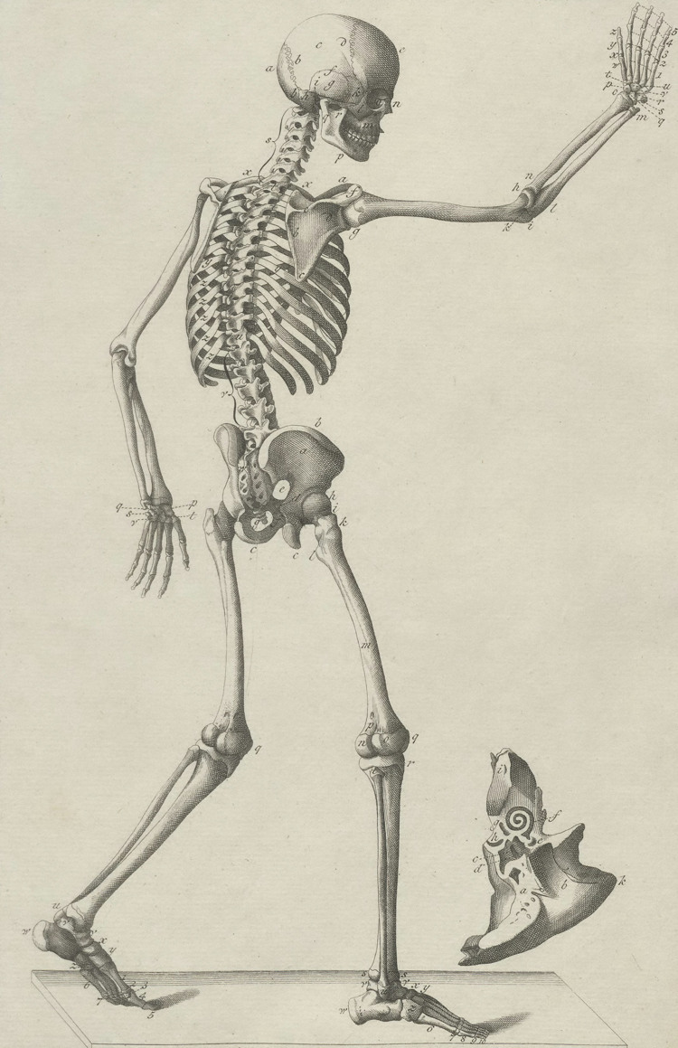 Skelett illustration