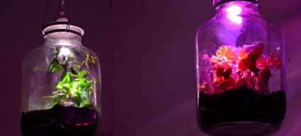 Experimentet Slutet ekosystem