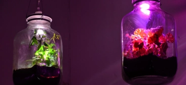 Experimentet Slutet ekosystem