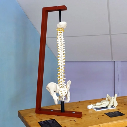 A wooden table topped with a skeleton