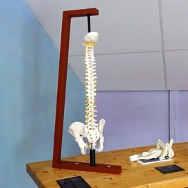 A model of a human bending forward showing the sections of the spine