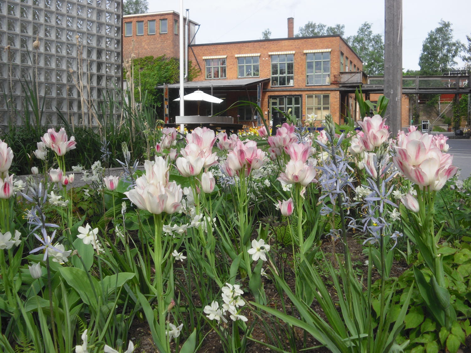 Rabatt med flertalet rosa och vita blommor Rabatt med flertalet rosa och vita blommor