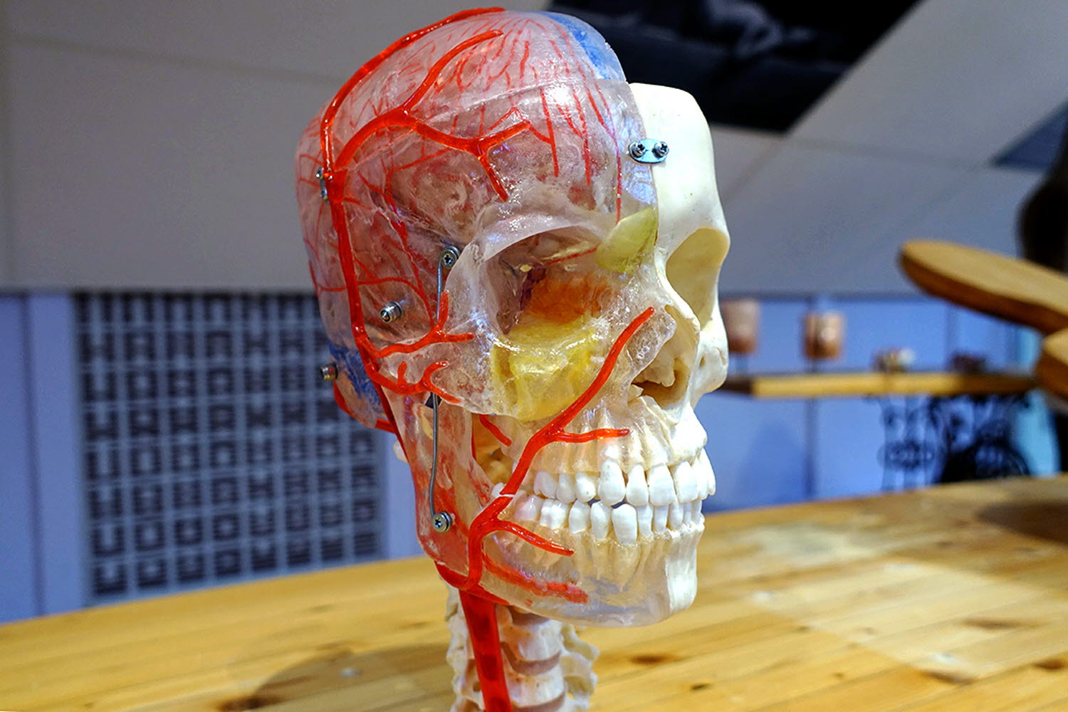 Experimentet Neuroanatomiskt huvud Experimentet Neuroanatomiskt huvud