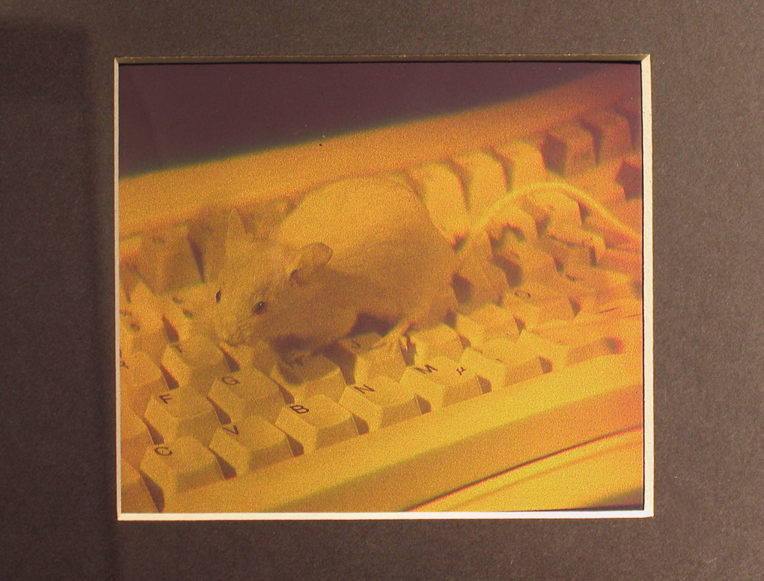 Experimentet Musen Experimentet Musen