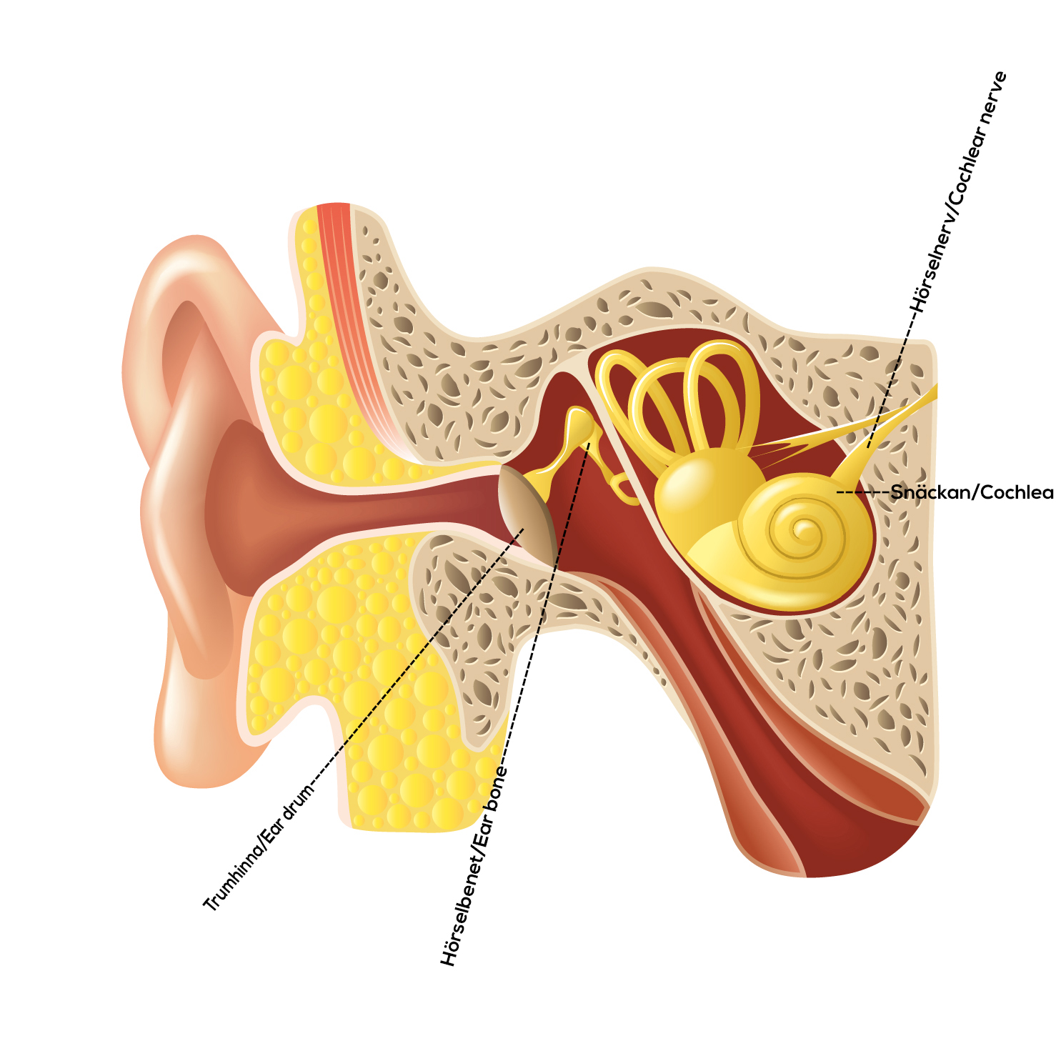 An illustration of the human ear